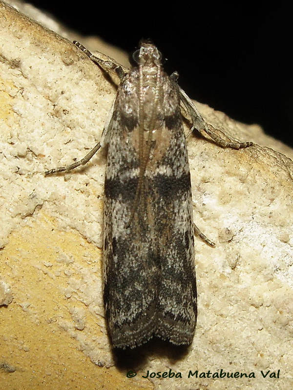 Ephestia welseriella - Pyralidae